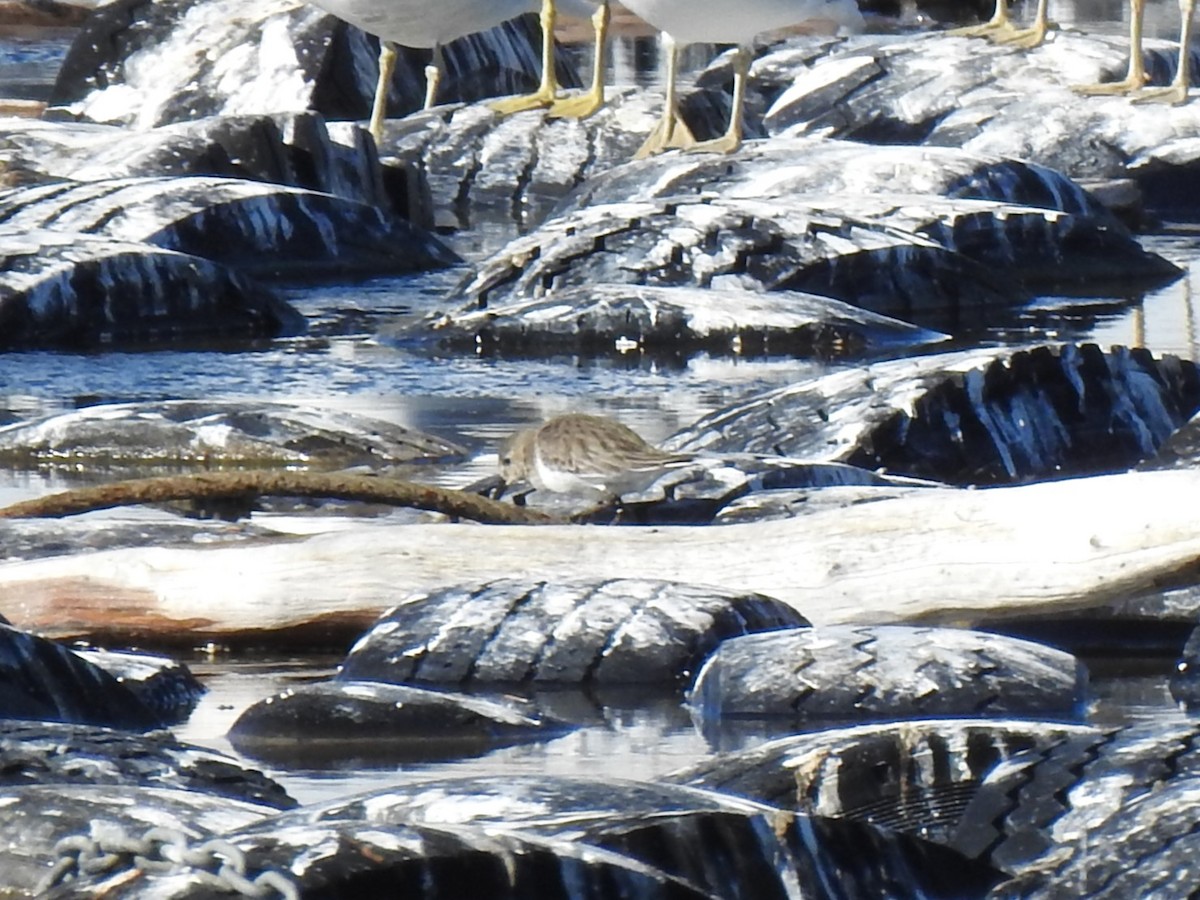 Dunlin - ML599581191