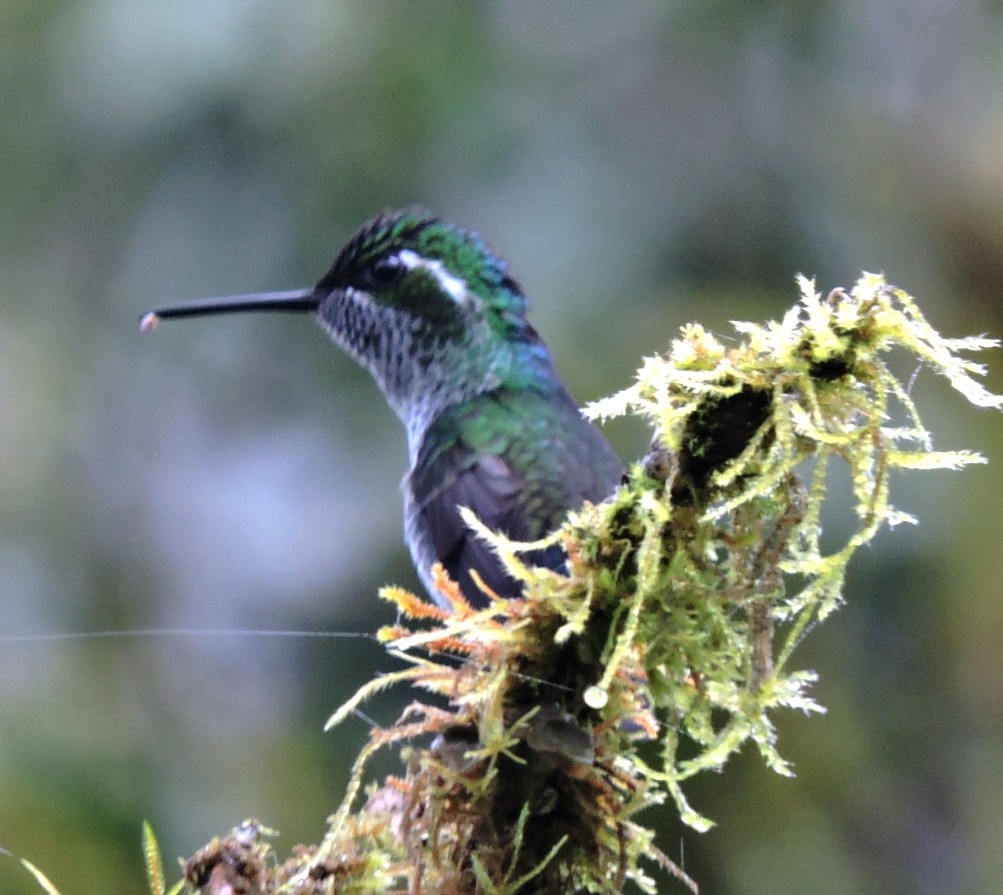 Green-breasted Mountain-gem - ML599581431