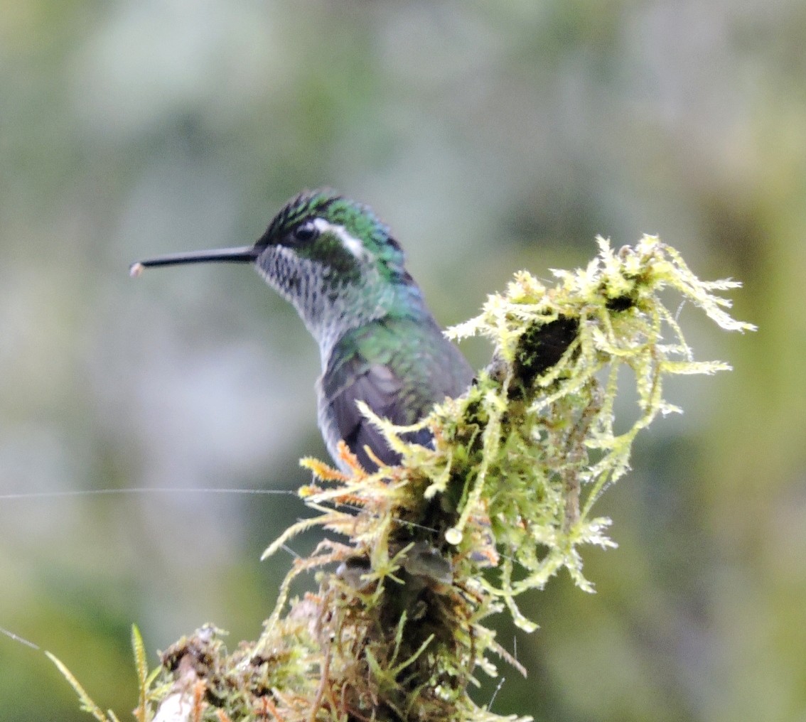 Green-breasted Mountain-gem - ML599581441