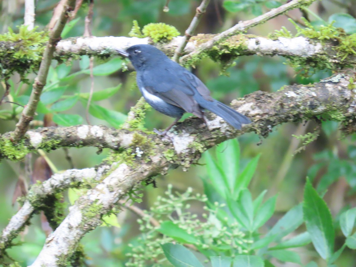 Black Flowerpiercer - ML599582101