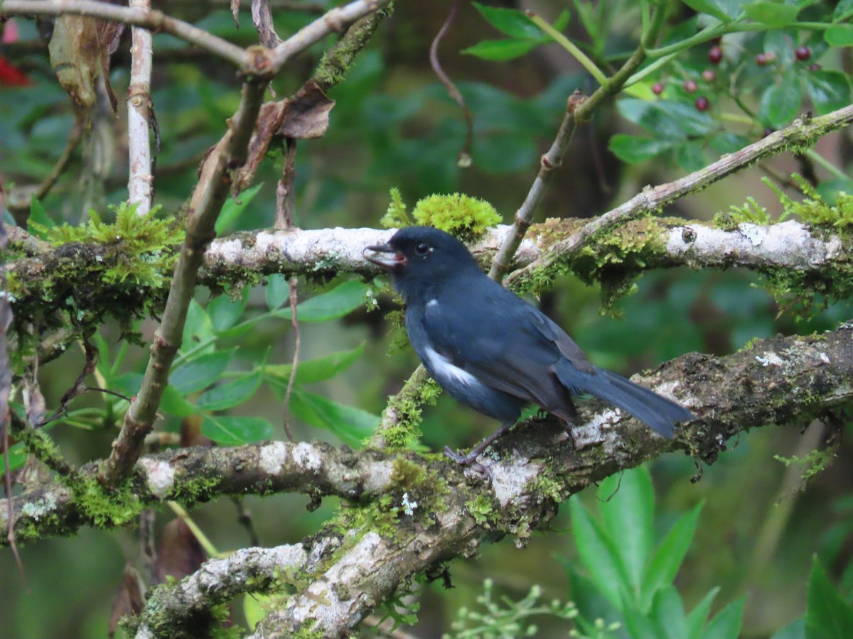 Black Flowerpiercer - ML599582121