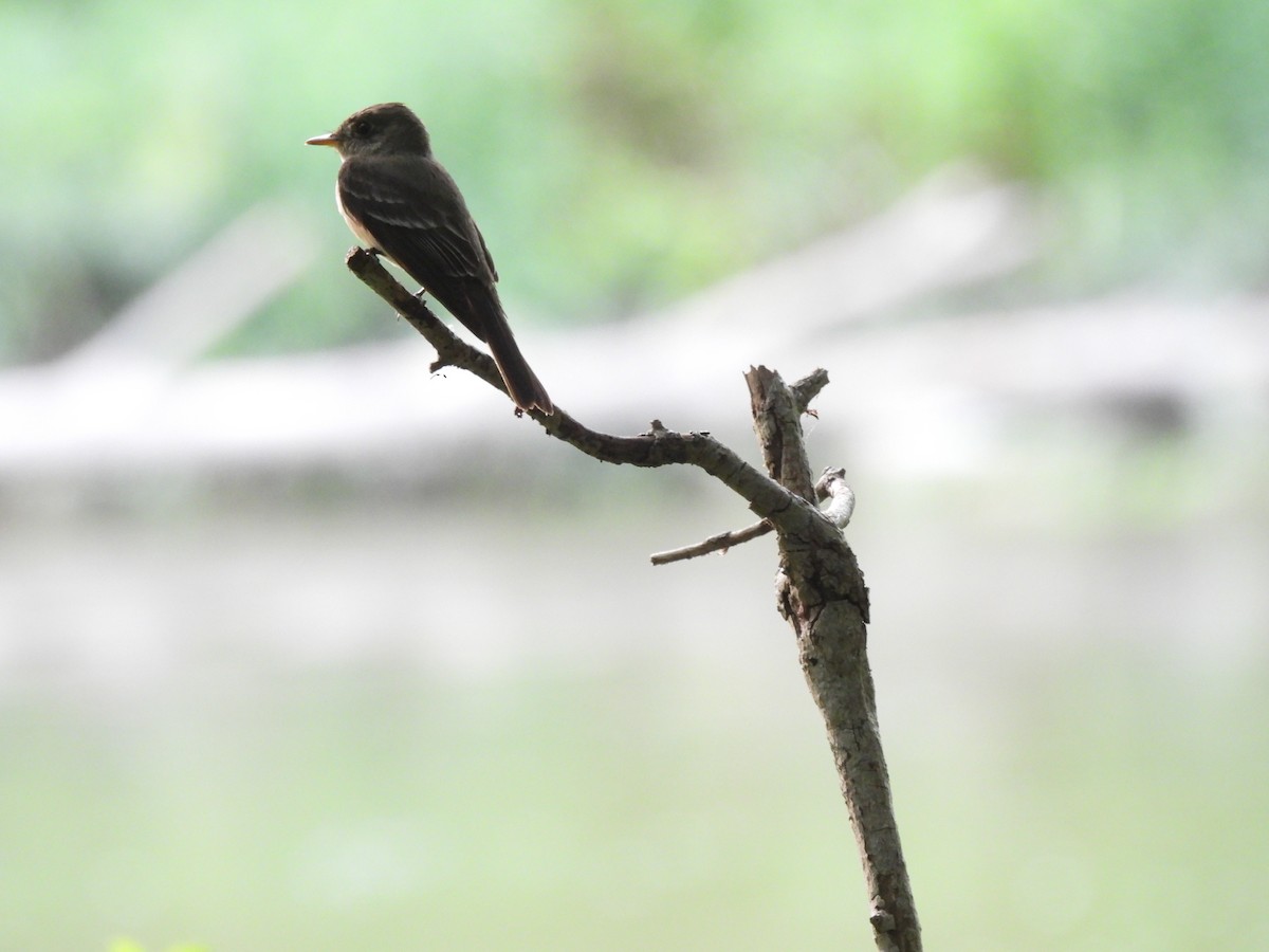 Eastern Wood-Pewee - ML599582201