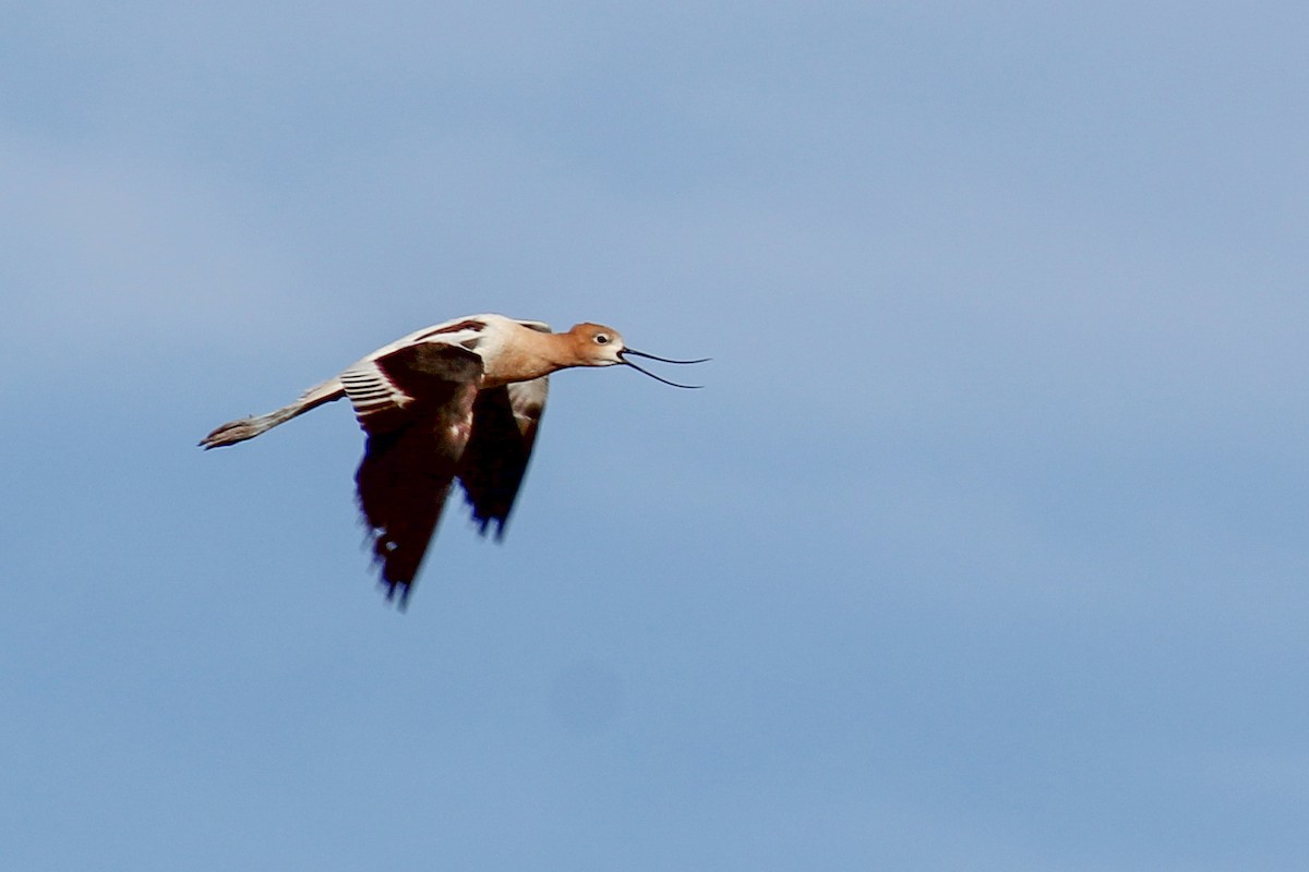 American Avocet - ML599582271