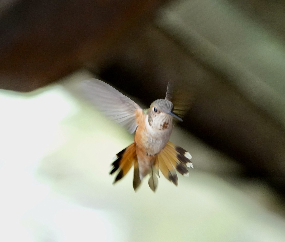 Colibrí Rufo - ML599582821