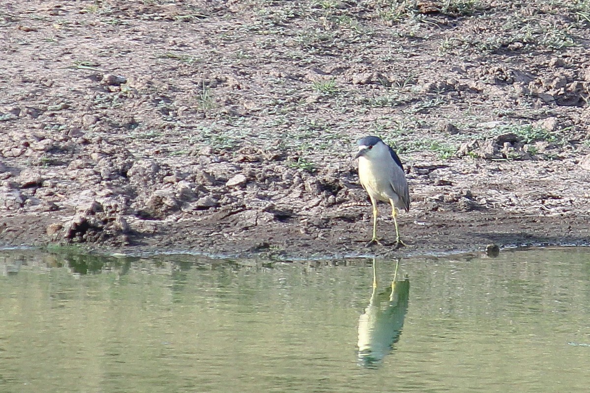 Black-crowned Night Heron - Oscar Gerardo Castañeda