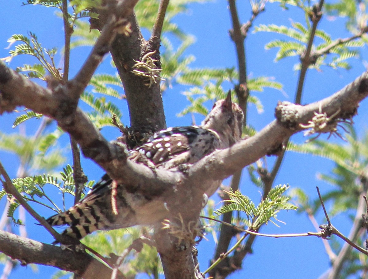 Ladder-backed Woodpecker - ML599583011