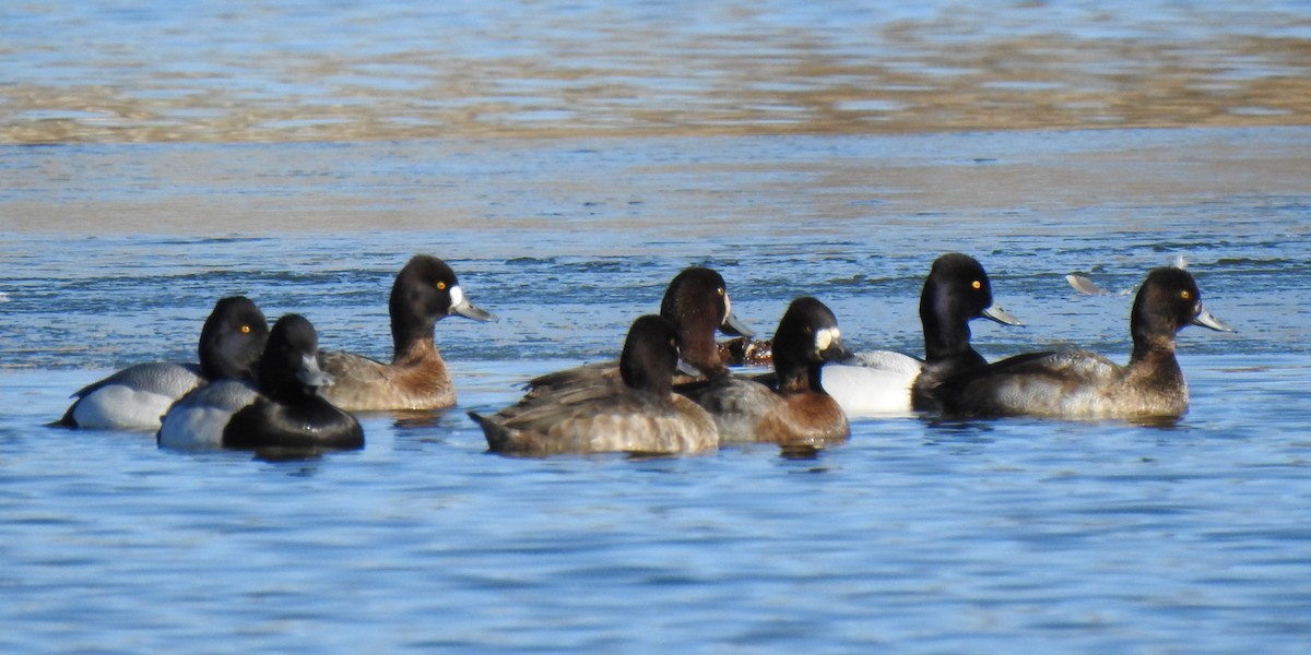 Lesser Scaup - ML599583431