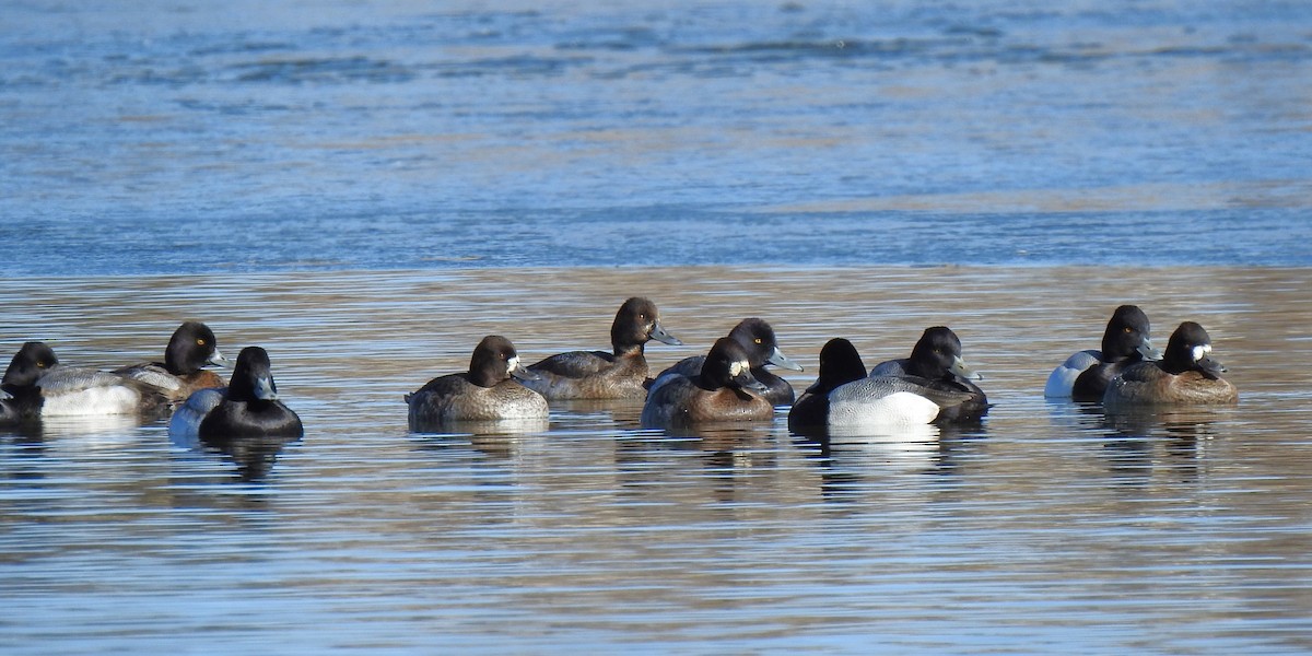 Lesser Scaup - ML599583441