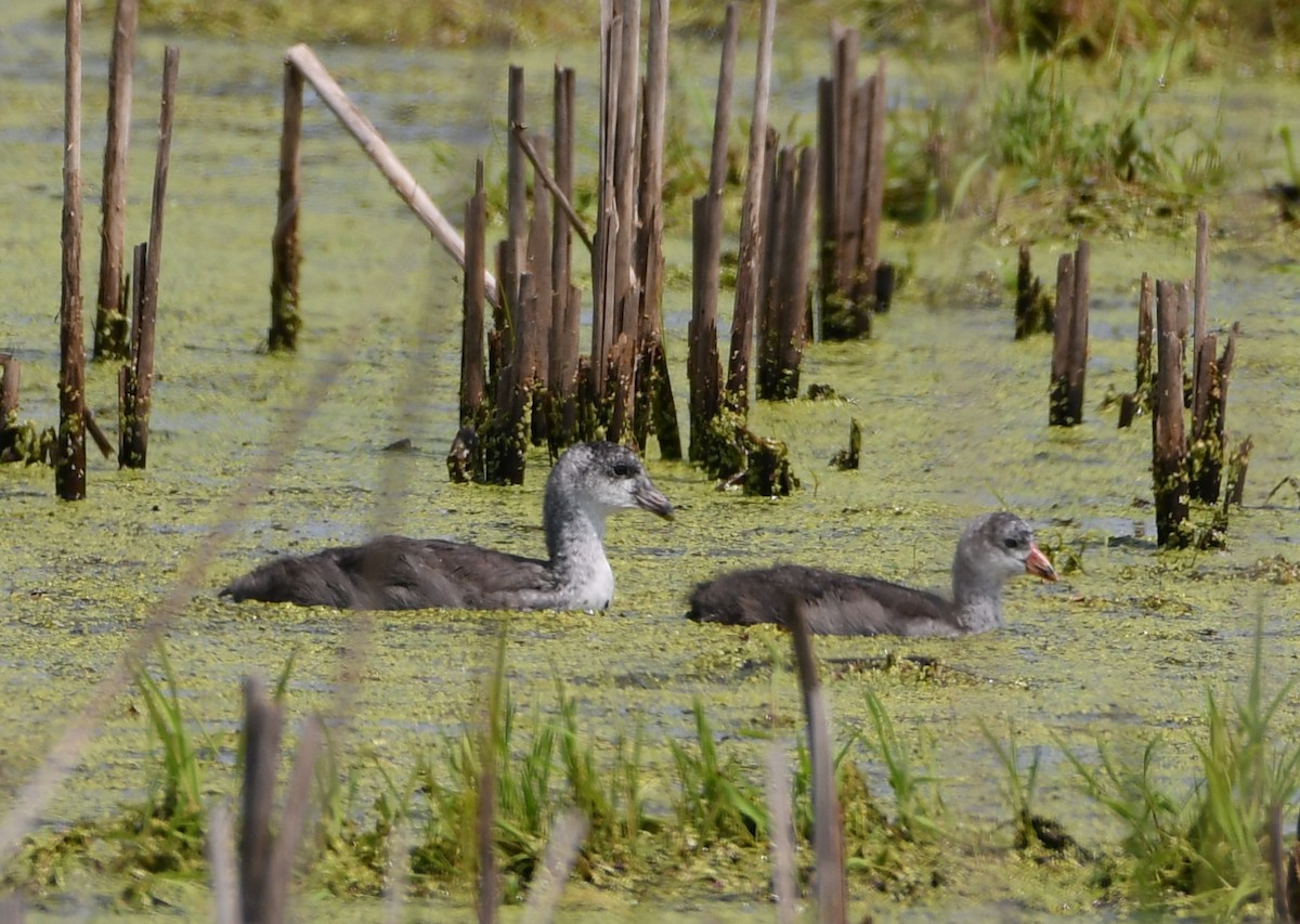 American Coot - ML599583551