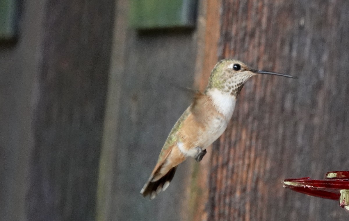Colibrí Rufo - ML599583561