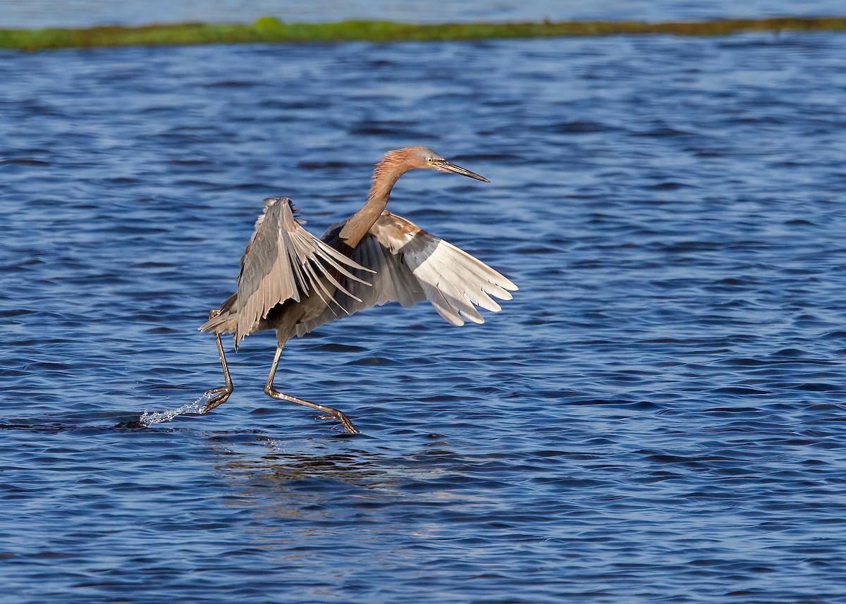 Reddish Egret - ML599583721