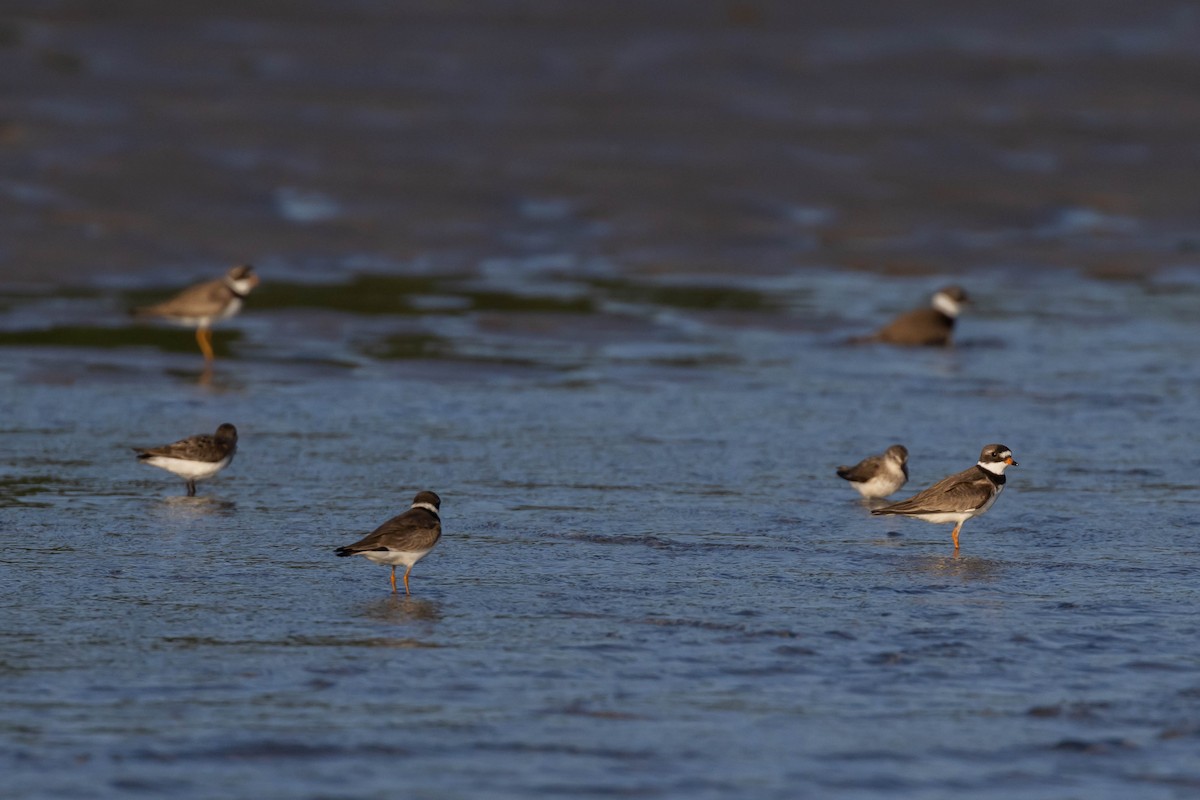 Semipalmated Plover - ML599584011