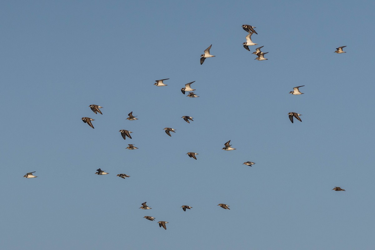 Semipalmated Plover - ML599584091