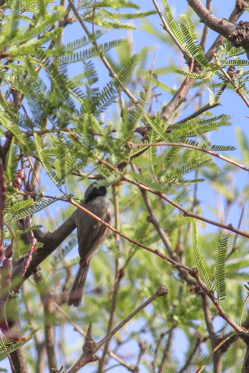 Bushtit - Oscar Gerardo Castañeda