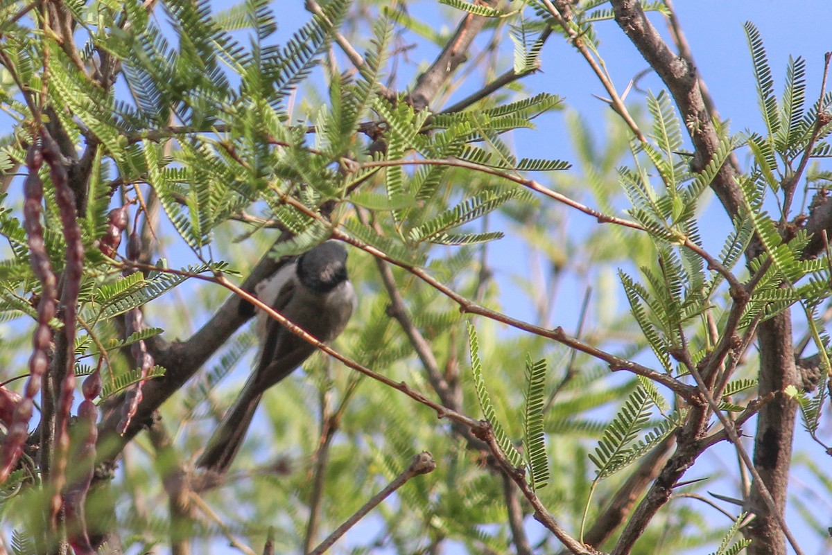 Bushtit - Oscar Gerardo Castañeda