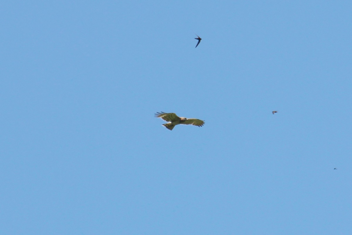 Short-toed Snake-Eagle - ML59958461