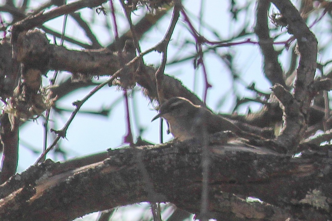 Bewick's Wren - ML599585391