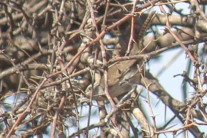 Bewick's Wren - Oscar Gerardo Castañeda