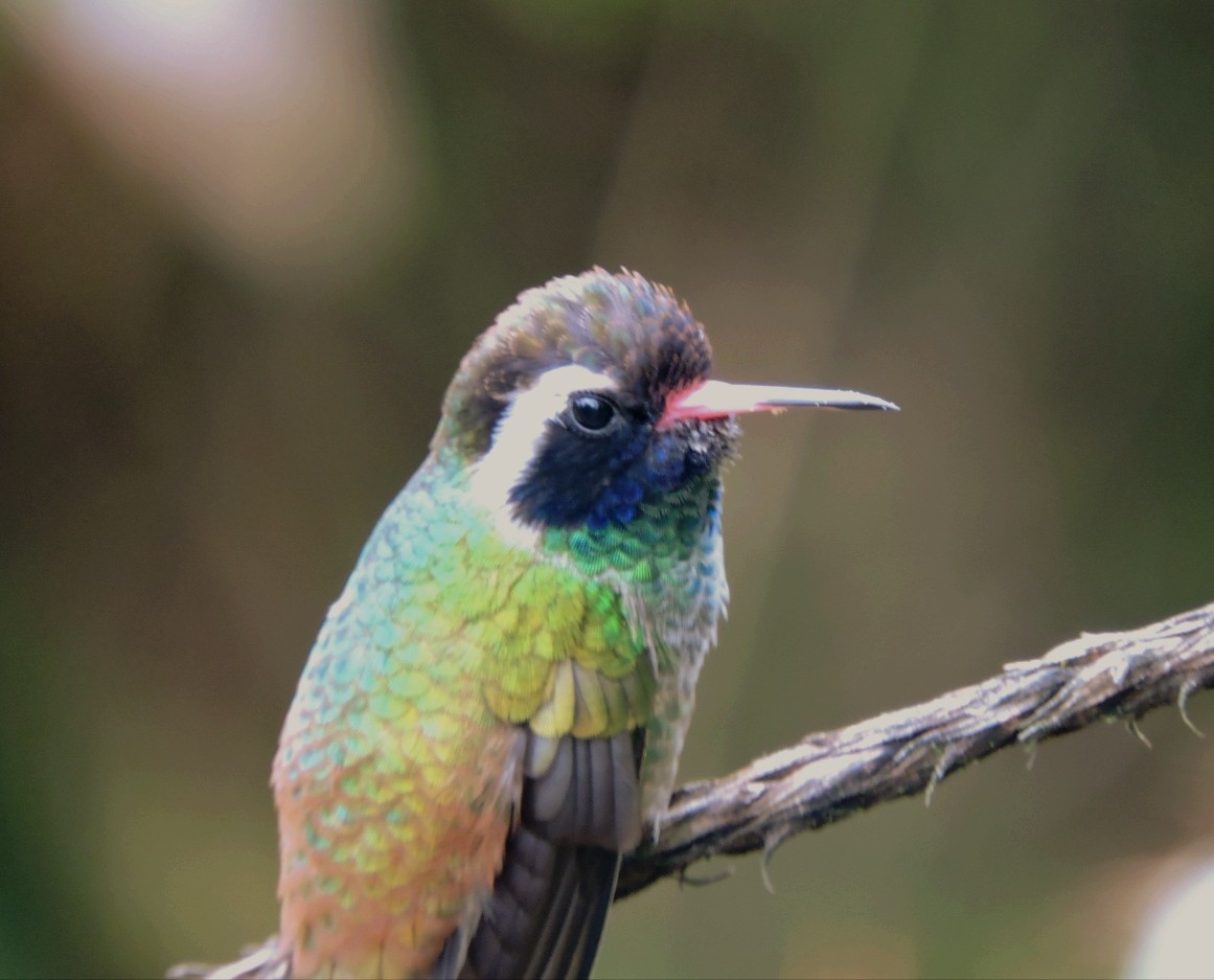 White-eared Hummingbird - ML599585841