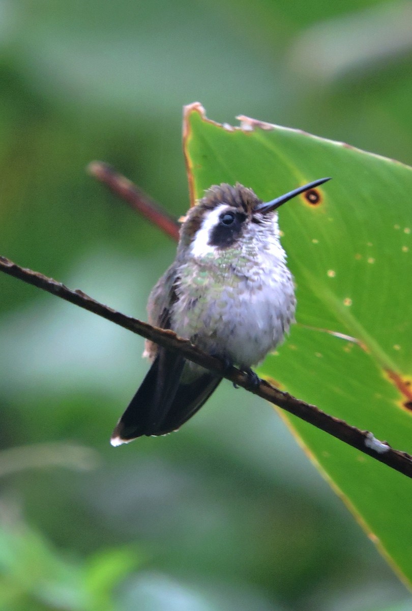 White-eared Hummingbird - ML599585851