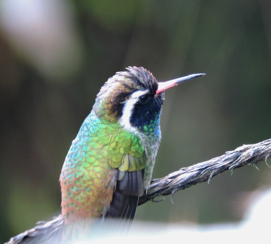 White-eared Hummingbird - ML599585861