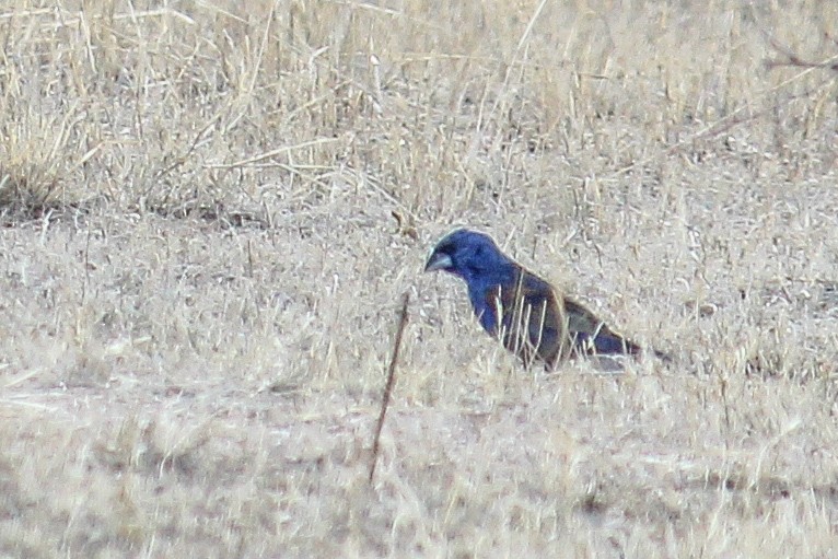 Blue Grosbeak - ML599586311