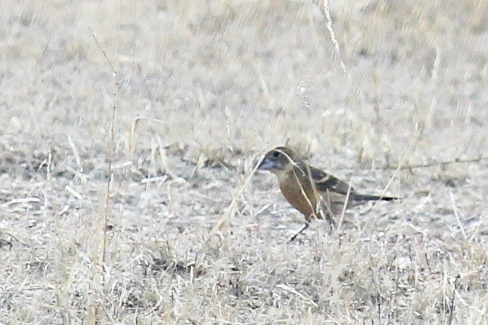 Blue Grosbeak - ML599586321