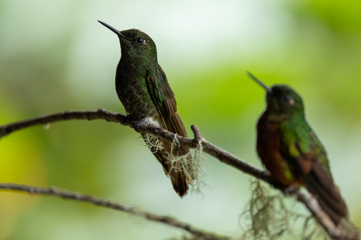 Buff-tailed Coronet - ML599586851