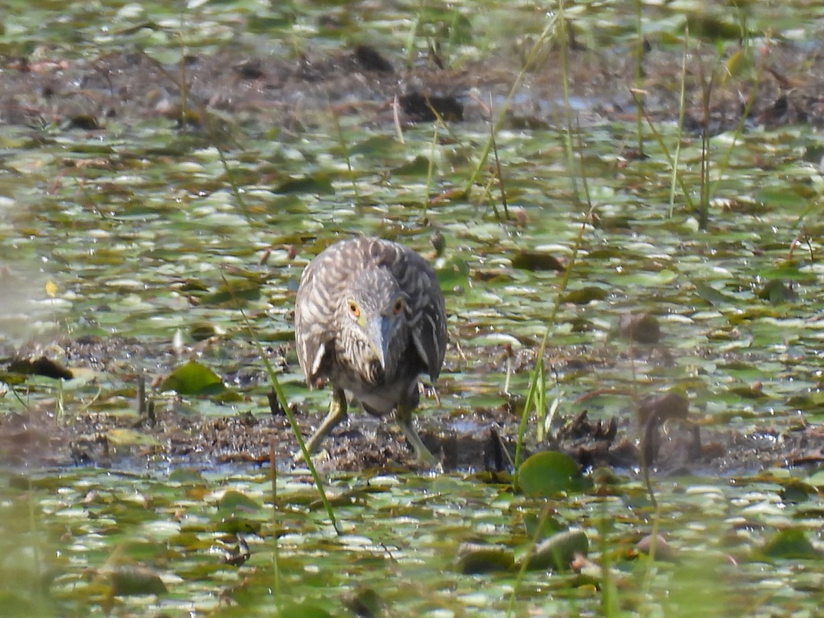 Black-crowned Night Heron - Joe McGill