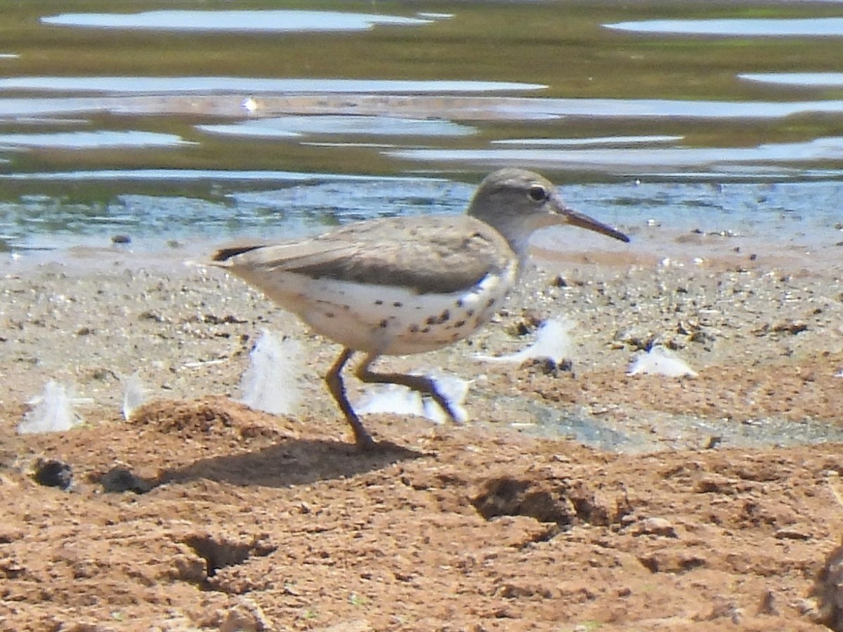 Spotted Sandpiper - ML599587721