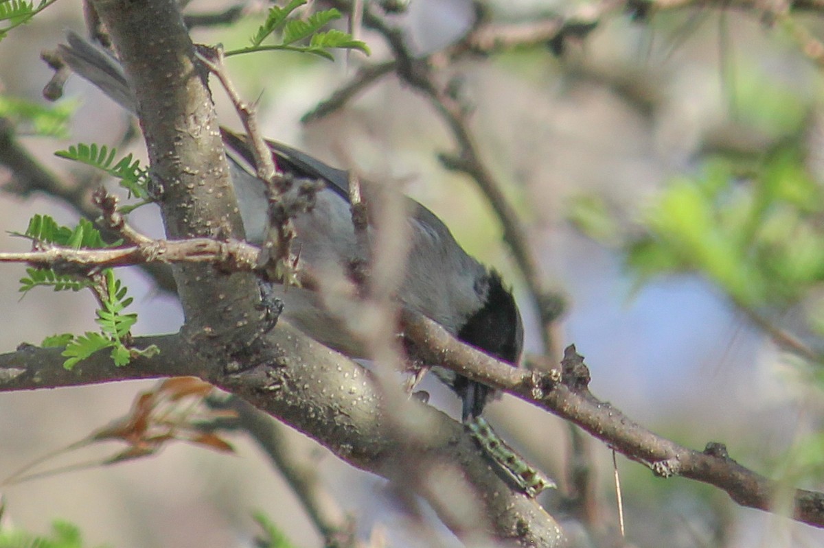 Bushtit - ML599587921