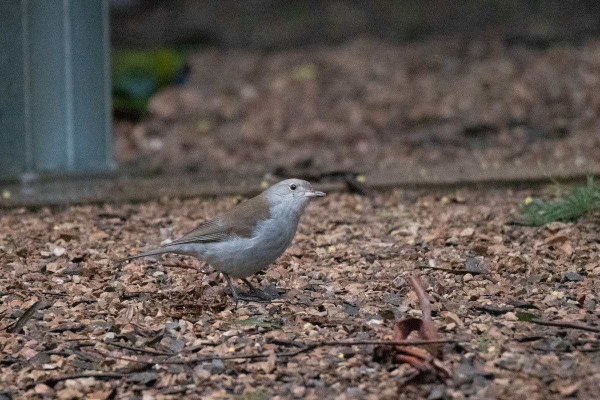 Gray Shrikethrush - ML599589851