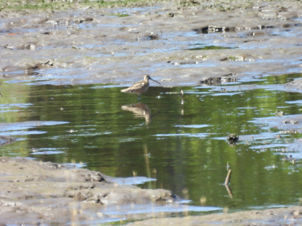 Long-billed Dowitcher - ML599592071