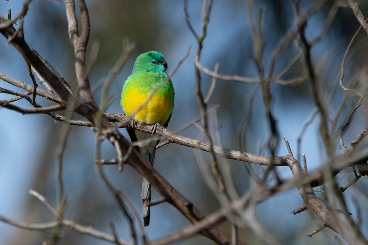 Red-rumped Parrot - Sangyoon Lee