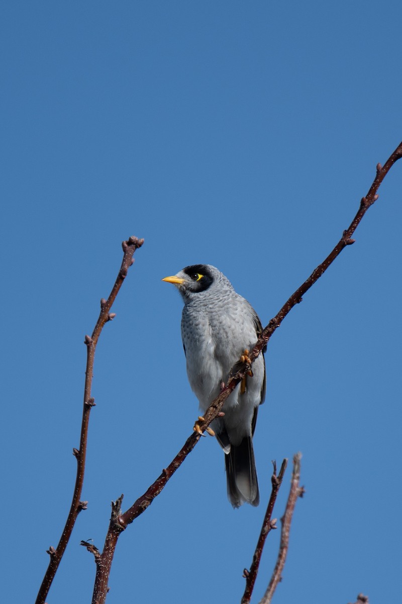 Weißstirn-Schwatzvogel - ML599592591