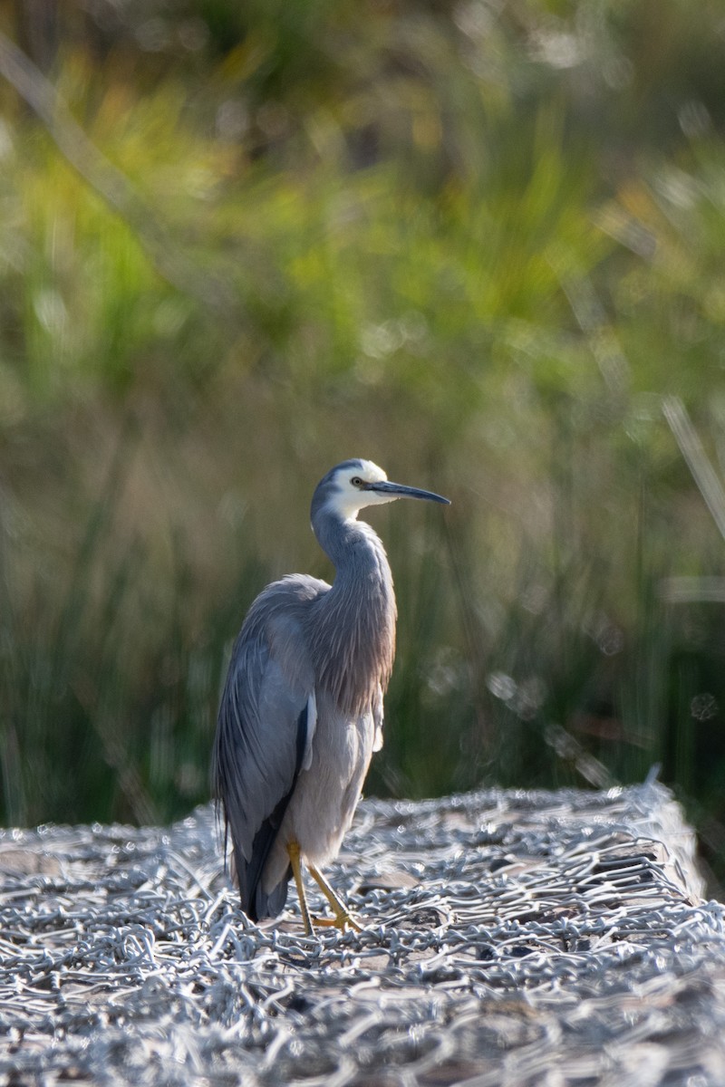 White-faced Heron - ML599592641