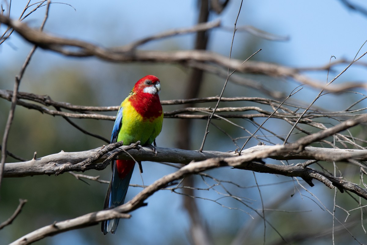 Eastern Rosella - ML599592671