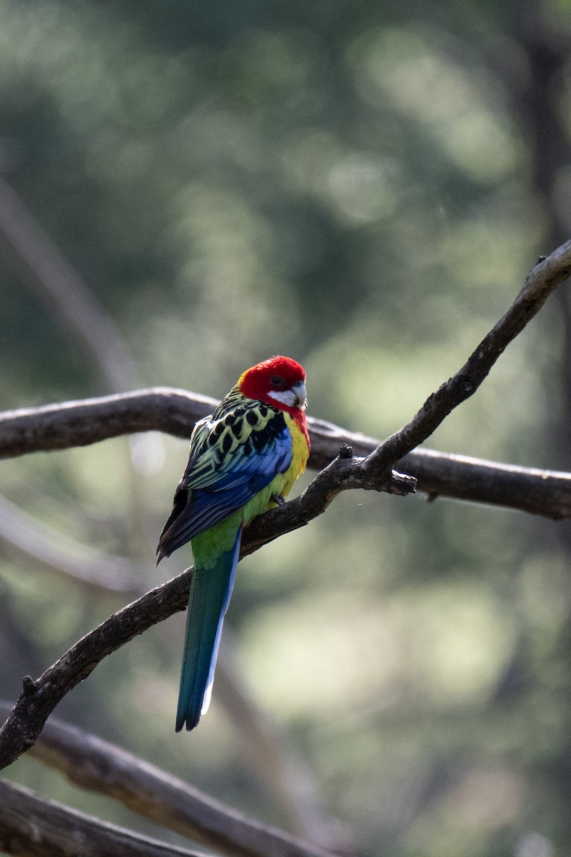 Eastern Rosella - ML599593031