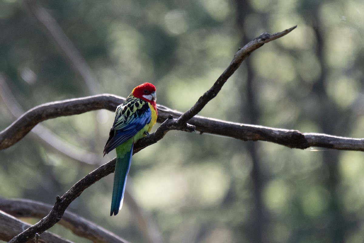 Eastern Rosella - ML599593041