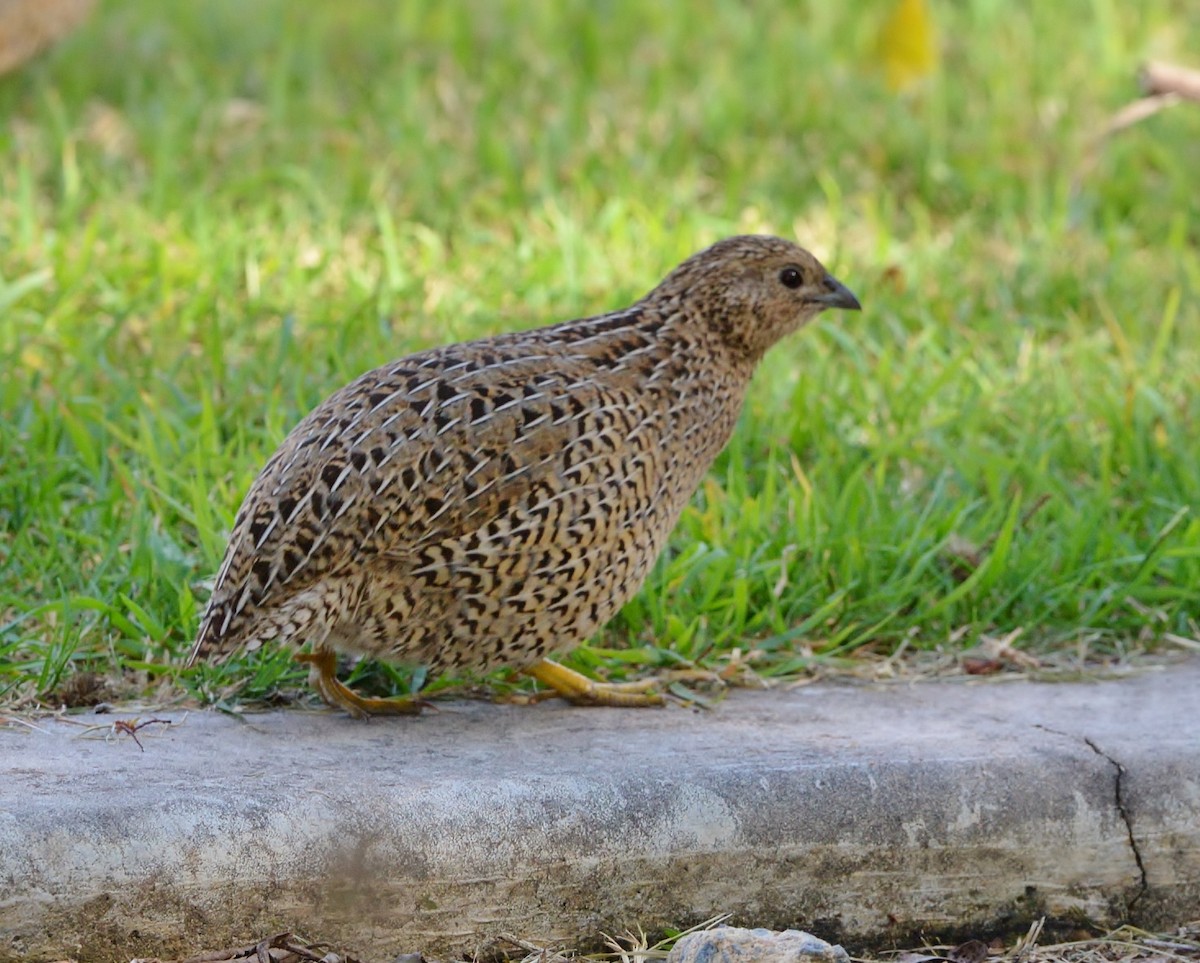 Brown Quail - ML599594571