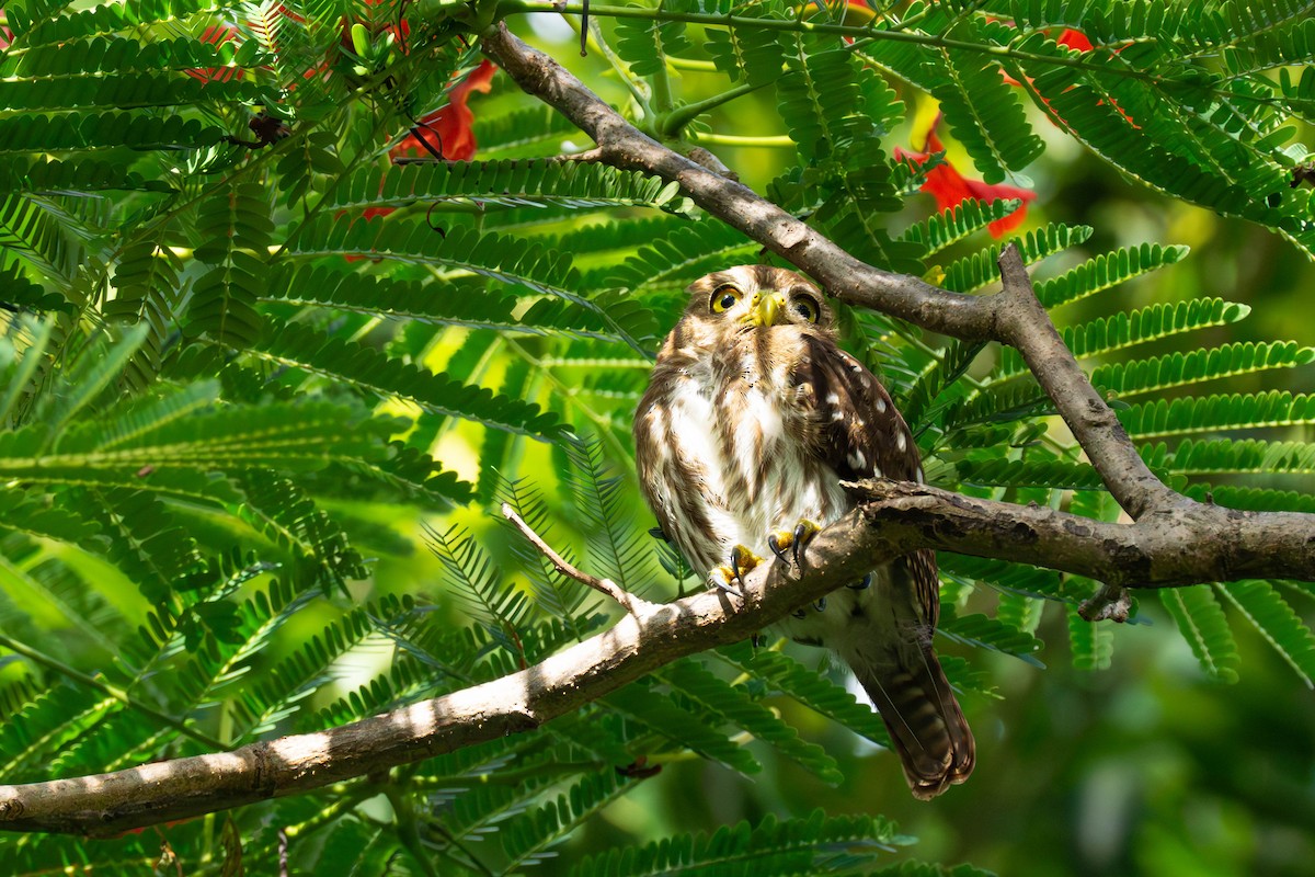 Ferruginous Pygmy-Owl - ML599594871