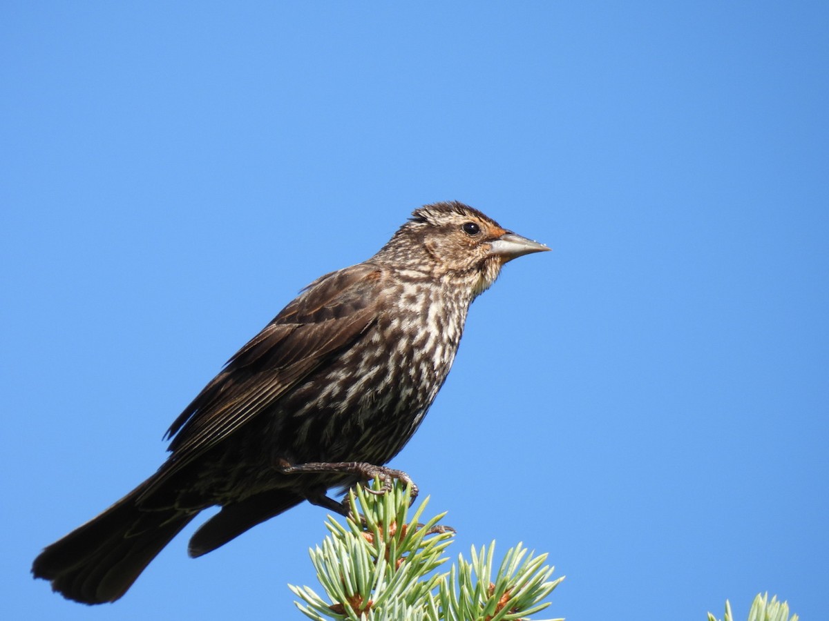 Red-winged Blackbird - ML599595041