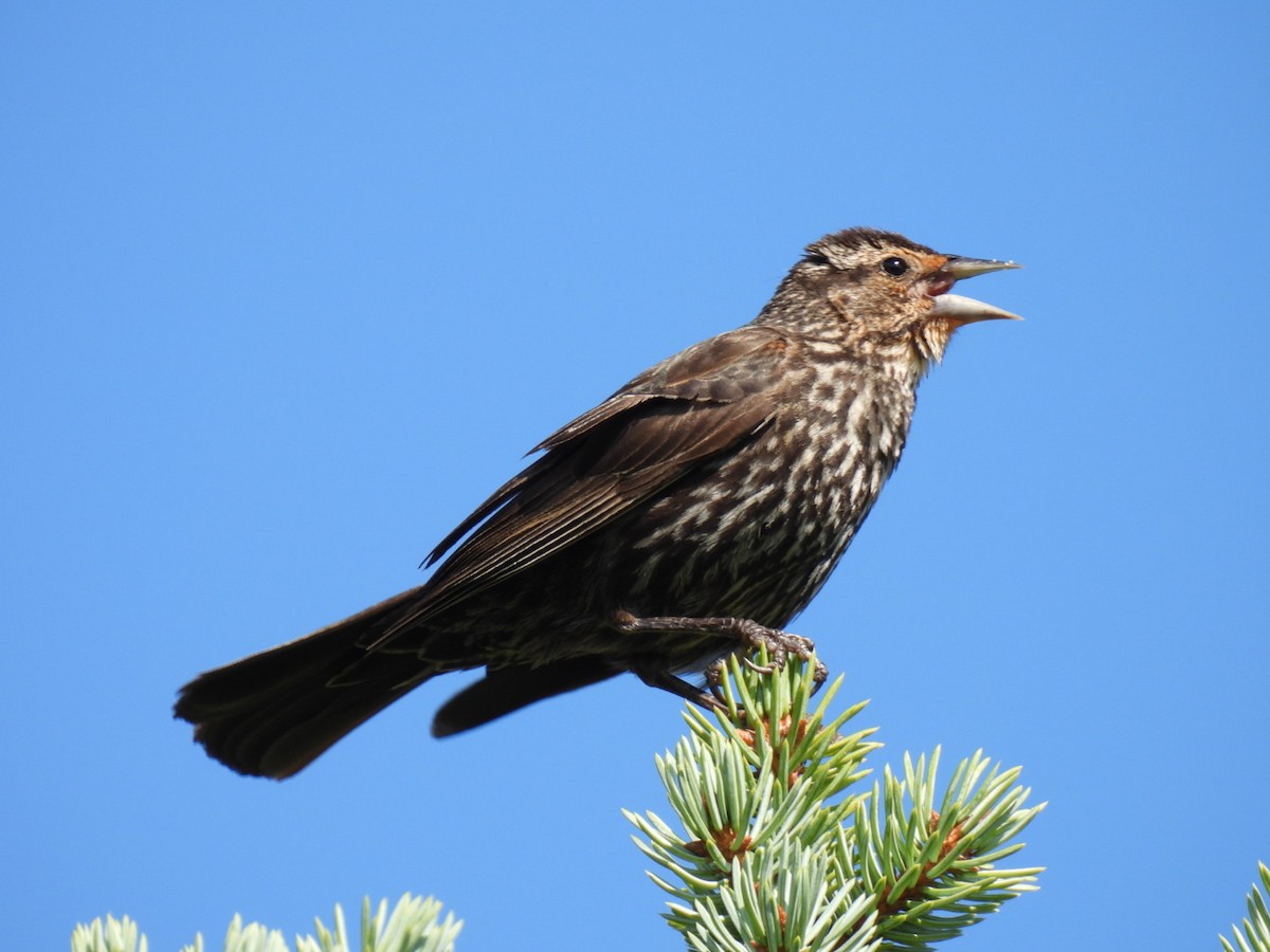 Red-winged Blackbird - Joe McGill