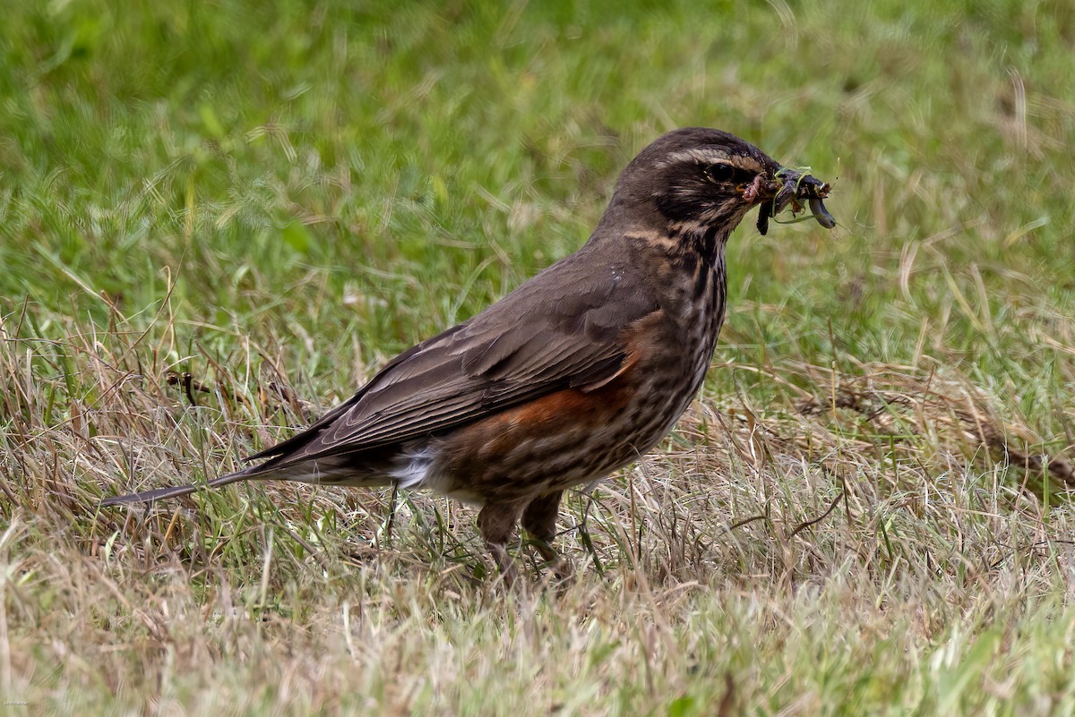 Redwing - ML599595241