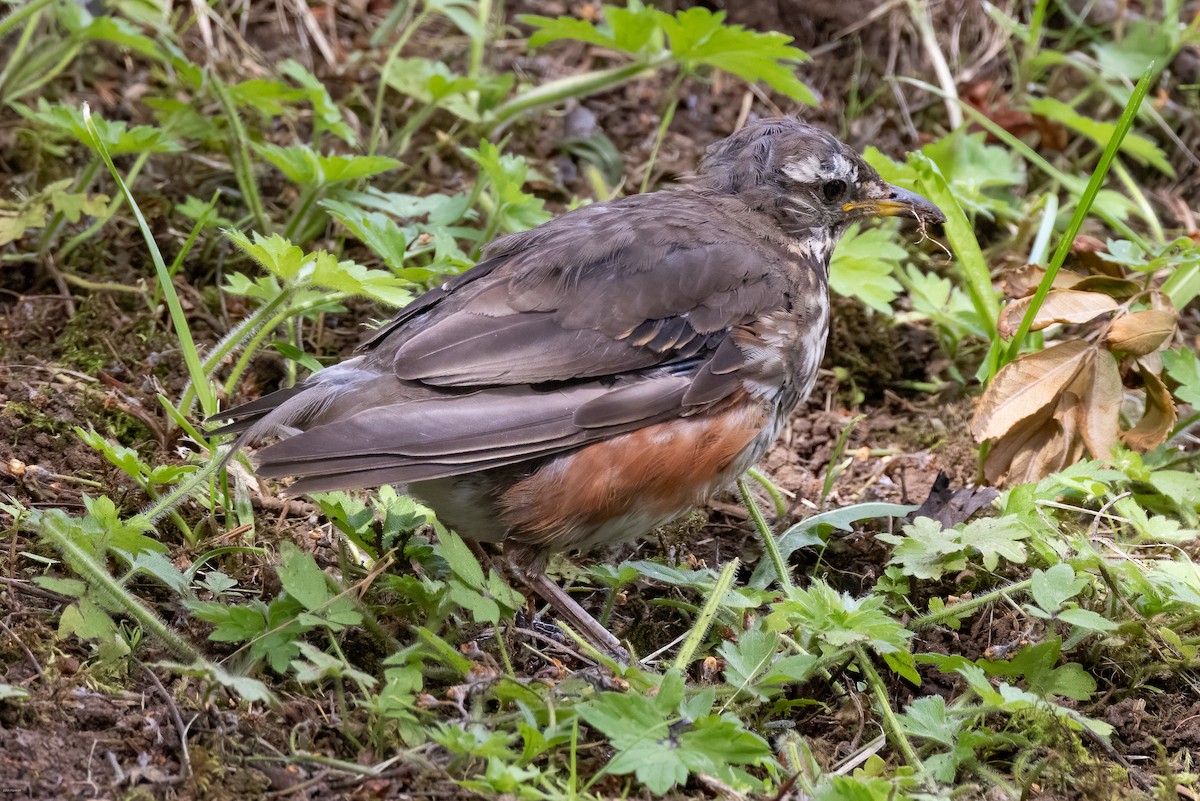 Redwing - ML599595271