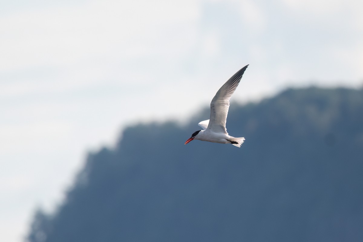 Caspian Tern - ML599595281