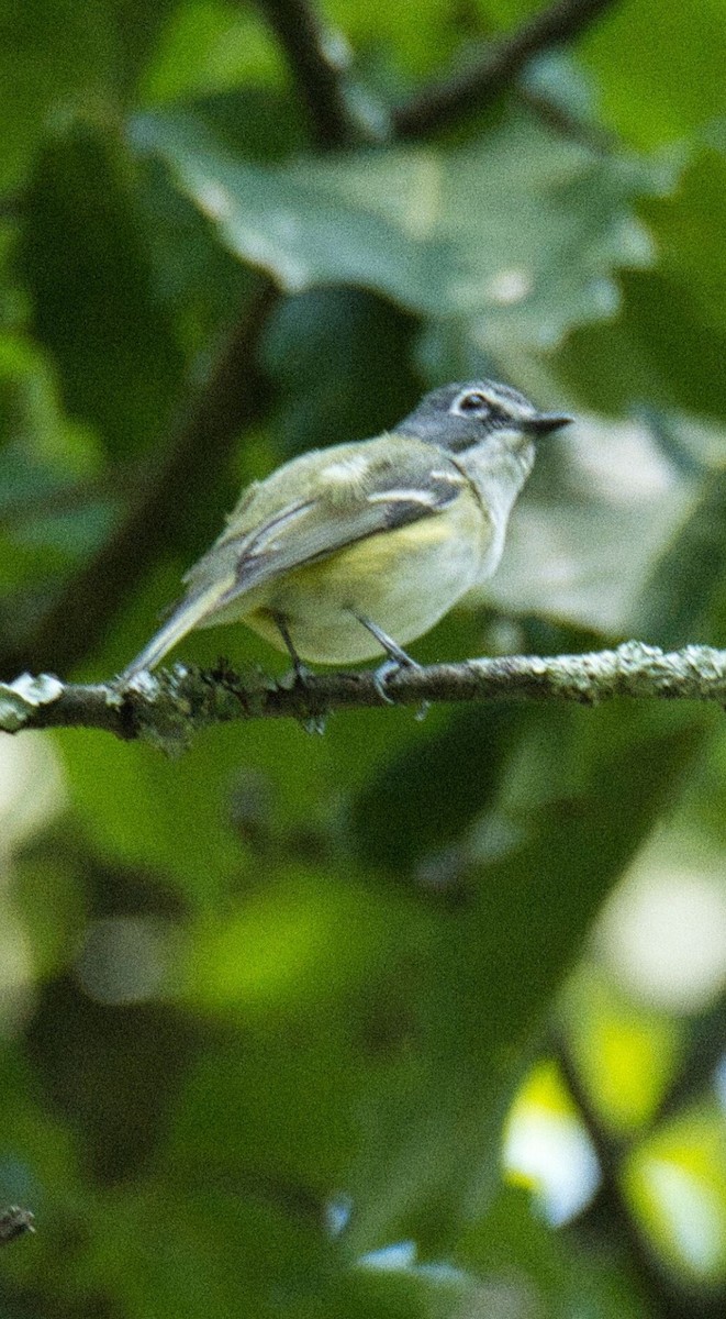 Blue-headed Vireo - ML599595601