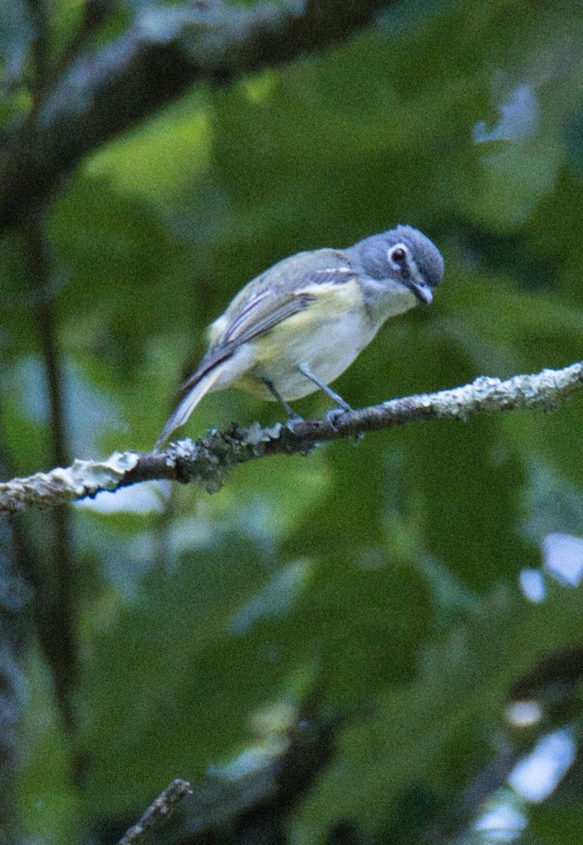 Blue-headed Vireo - ML599595631