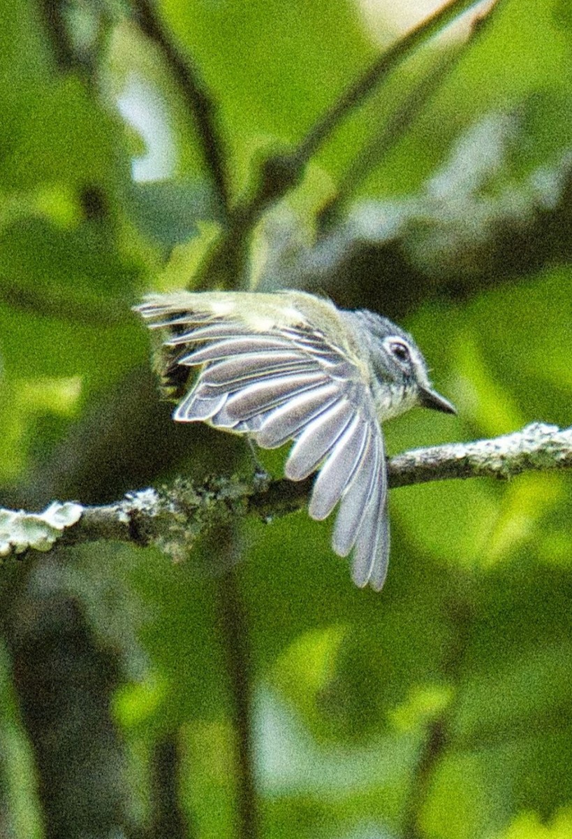 Blue-headed Vireo - ML599595641