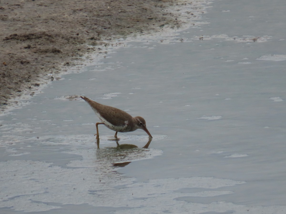 Spotted Sandpiper - Elizabeth Ferber